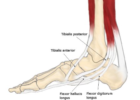 Adult Acquired Flat Feet